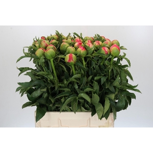 Paeonia Coral Sunset