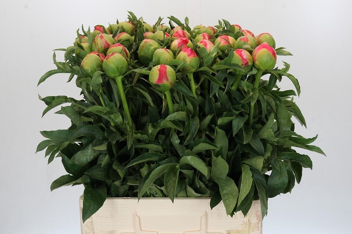 <h4>Paeonia Coral Sunset</h4>