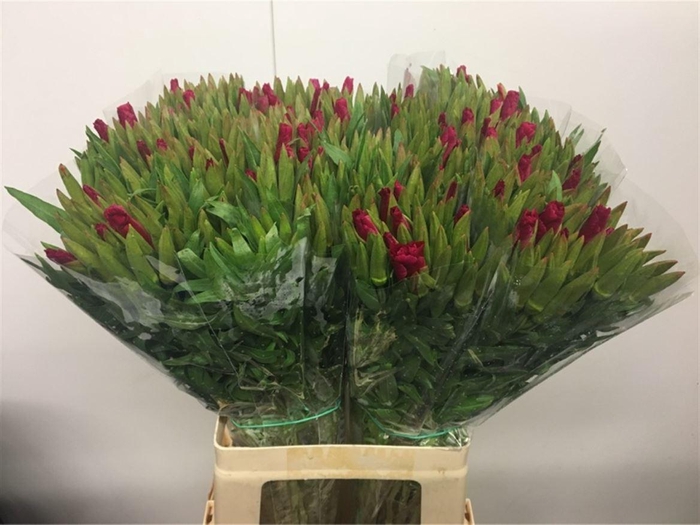 <h4>Clarkia Cerise</h4>