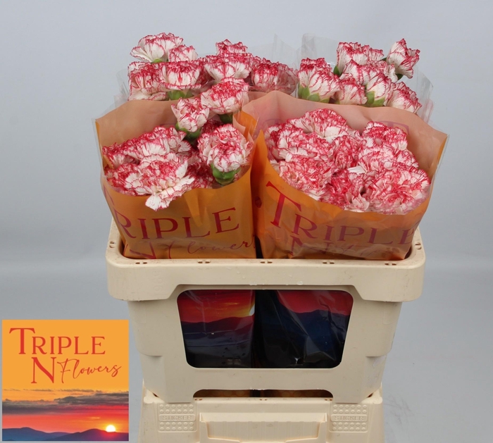 <h4>DI ST CORALIE</h4>