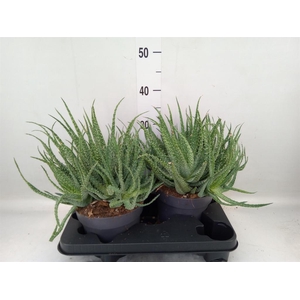 Aloe humilis