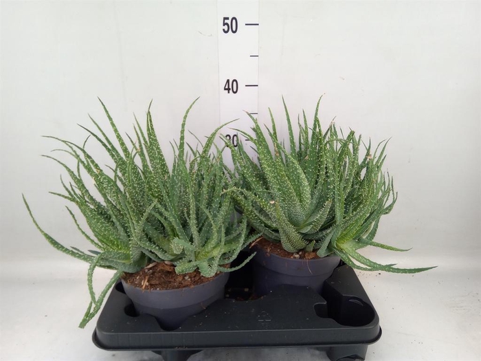<h4>Aloe humilis</h4>