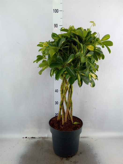 <h4>Schefflera arbor. 'Gold Capella'</h4>