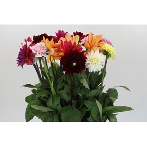 Dahlia Gemengd in bos