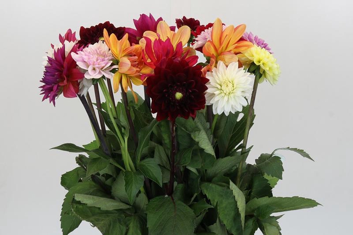 <h4>Dahlia Gemengd in bos</h4>