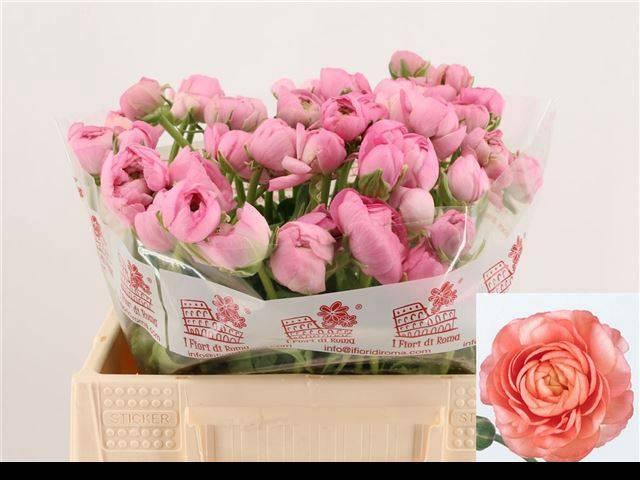 <h4>RAN EL PINK</h4>