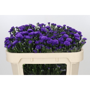 Aster Astee Dark Milka