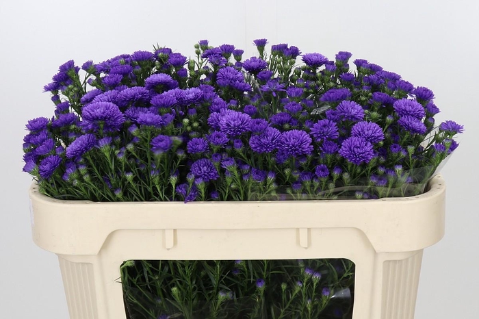 <h4>Aster Astee Dark Milka</h4>