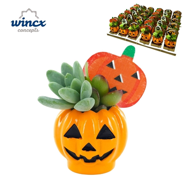<h4>Concepts® - Pumpkin Scary (Deluxe)</h4>