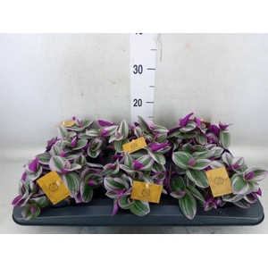 Tradescantia cerinth. 'Nanouk'