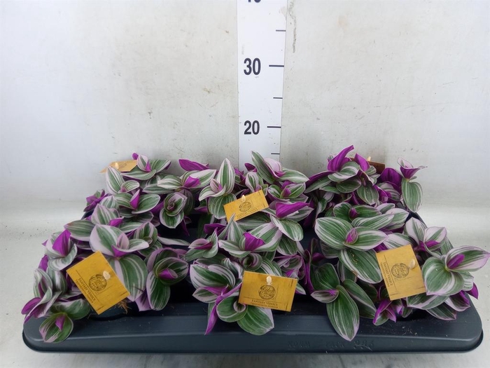 <h4>Tradescantia cerinth. 'Nanouk'</h4>