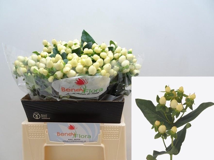 <h4>HYP MAG WHITE PRINCE</h4>