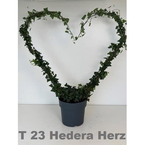 HED HE OV GROEN