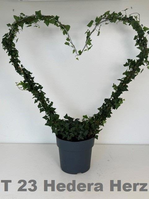 <h4>HED HE OV GROEN</h4>