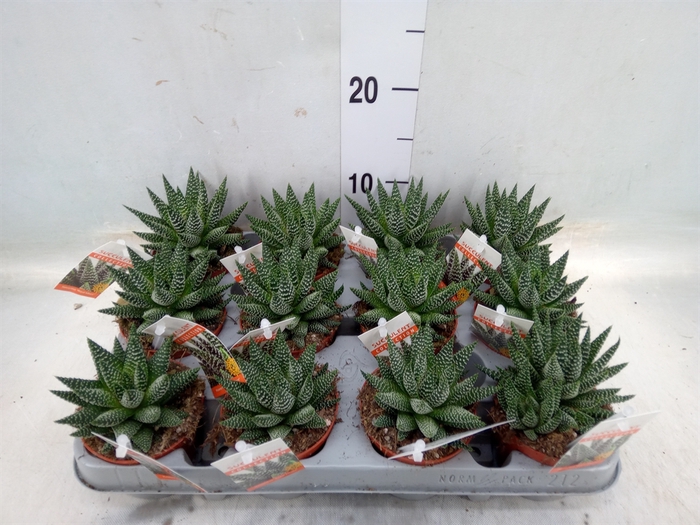 <h4>Haworthia   ...</h4>