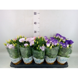 Eustoma russ. DU 'Bolero'   ...mix