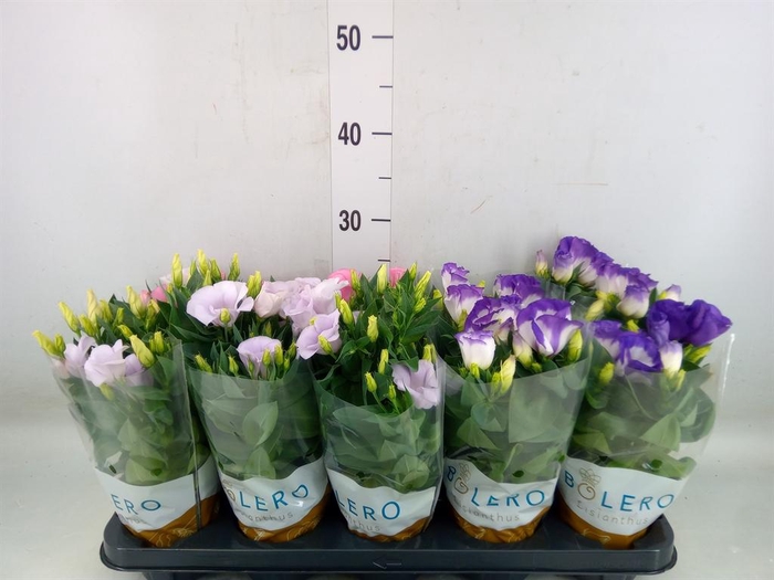 <h4>Eustoma russ. DU 'Bolero'   ...mix</h4>