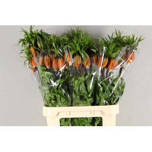 FRIT IM RUBRA MAXIMA 090CM