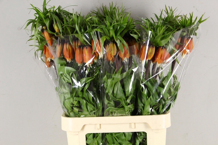 <h4>FRIT IM RUBRA MAXIMA 090CM</h4>