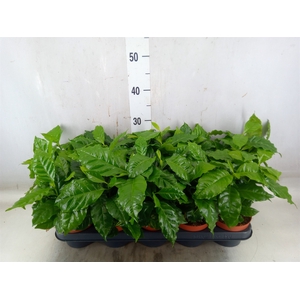Coffea arabica