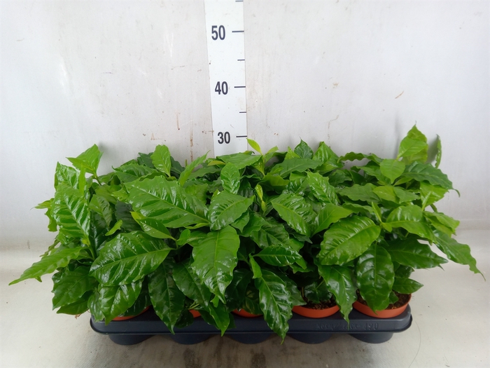 <h4>Coffea arabica</h4>