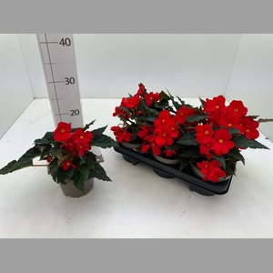 BEGO FLORENCIO RED