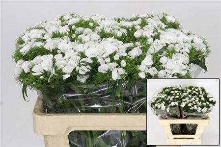 <h4>Di Barb Duke White</h4>