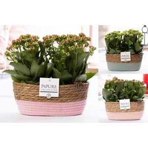 2x Kalanchoe mix in P&PURE Fieldbasket 7