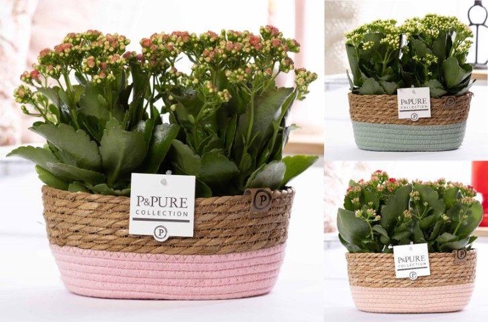 <h4>2x Kalanchoe mix in P&PURE Fieldbasket 7</h4>