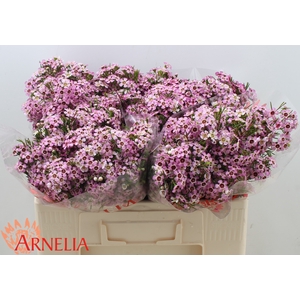 Chamelaucium Alouana