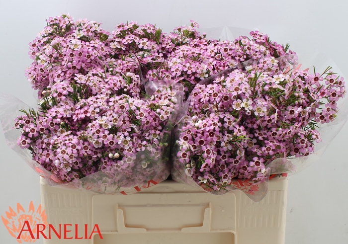<h4>Chamelaucium Alouana</h4>