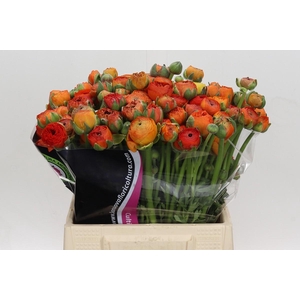 Ranunculus Elegance Orange