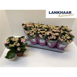 Kal Ge Perfecta Pink