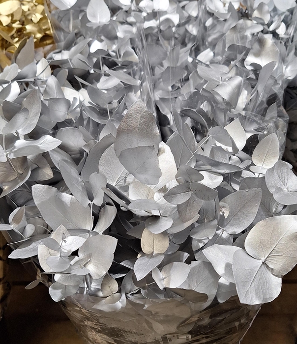 <h4>CINEREA SILVER</h4>