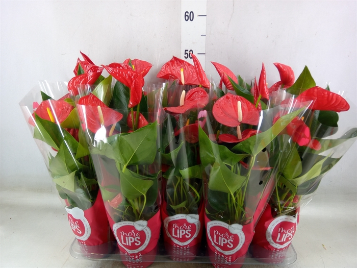 <h4>Anthurium andr. 'Minnesota'</h4>