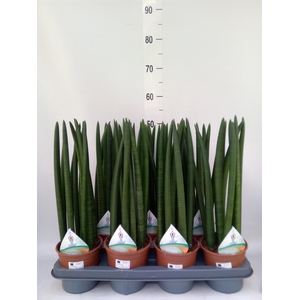 Sansevieria cyl.  ...