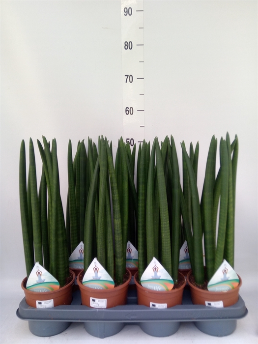 <h4>Sansevieria cyl.  ...</h4>