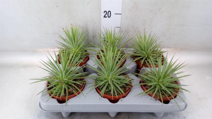 <h4>Agave stricta 'Nana'</h4>