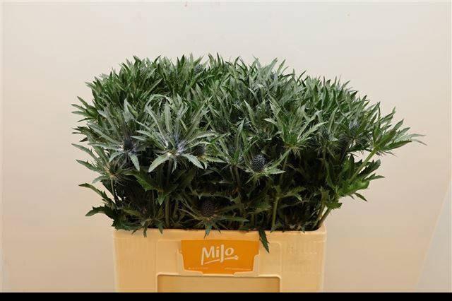 <h4>ERYN BLUE ANGEL</h4>