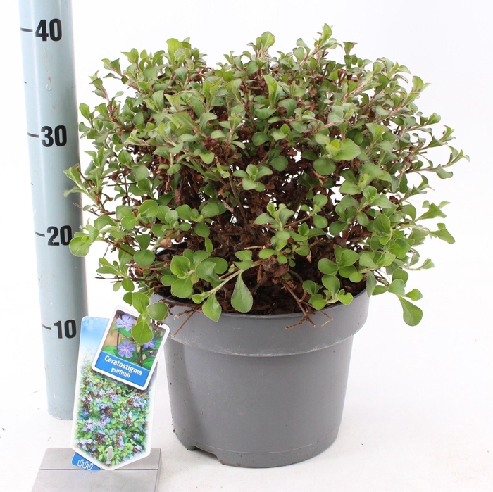 Ceratostigma griffithii
