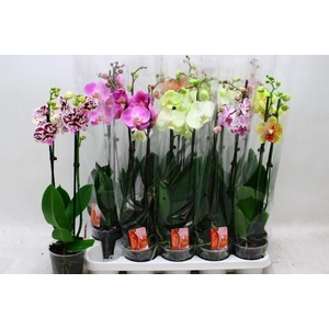 PHAL GEM