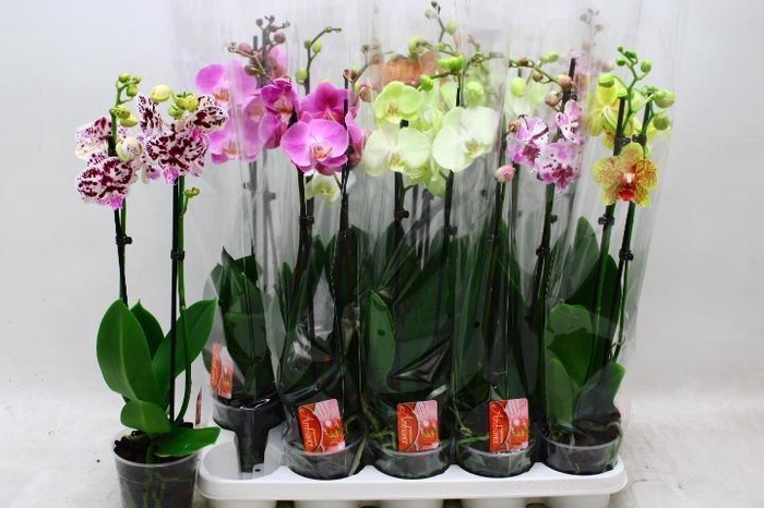 <h4>PHAL GEM</h4>
