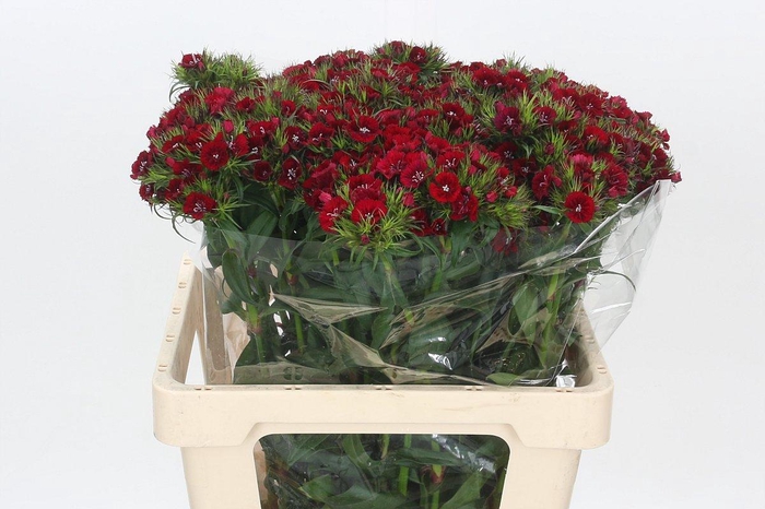 <h4>Dianthus Br Sweet Will Purple</h4>