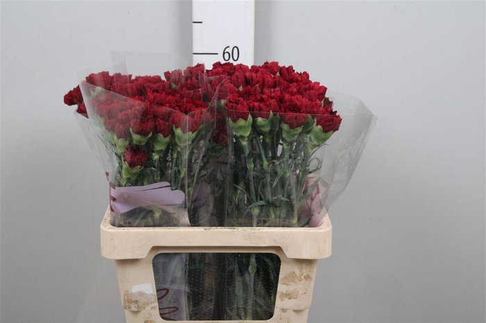 <h4>Di St Zurigo</h4>