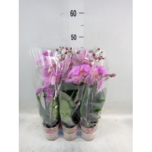 Phalaenopsis  'Ant Fredrikstad'