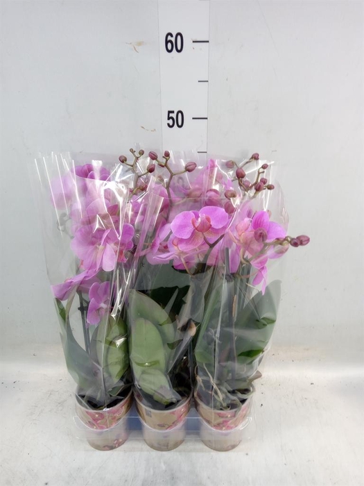 <h4>Phalaenopsis  'Ant Fredrikstad'</h4>