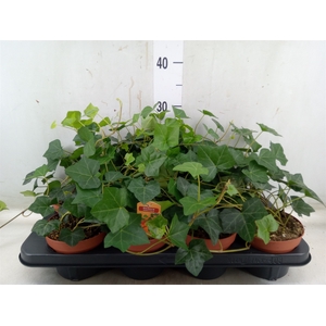 Hedera hibernica