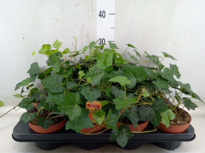 <h4>Hedera hibernica</h4>