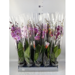 Phalaenopsis   ...mix  7
