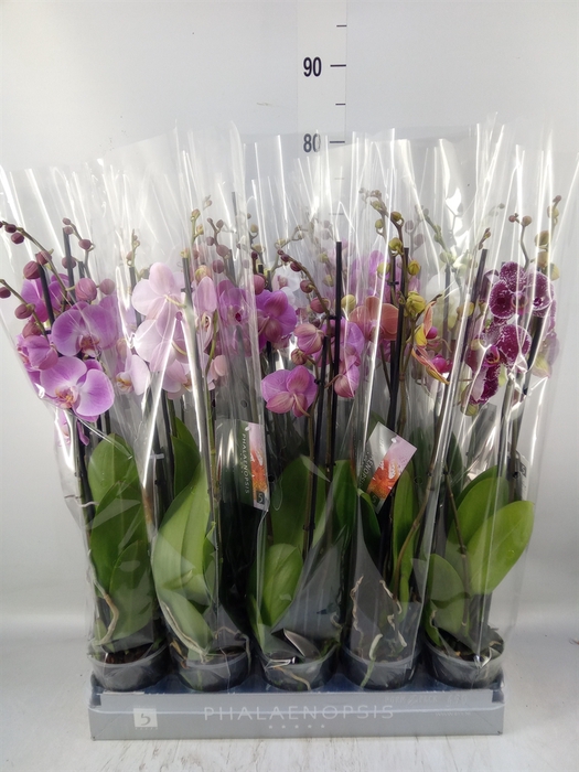 <h4>Phalaenopsis   ...mix  7</h4>